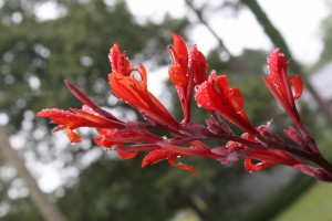 Red-flower-1024x682
